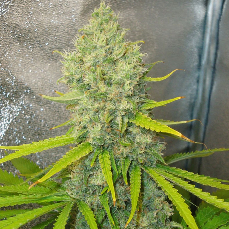 BUBBLEGUN - CBD & Hemp Products | Hemp Trade Market